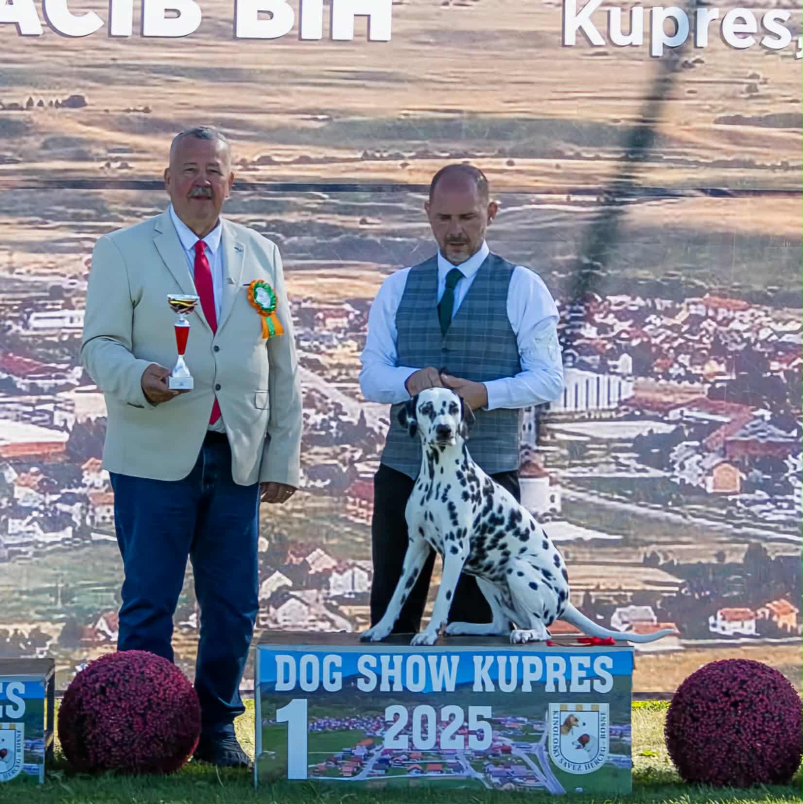 Daisy - Kupres - BIH